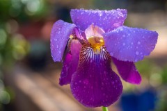 Linda's Iris