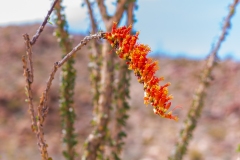 Photo of an Ocotillo Flower at Borrego Hot Springs