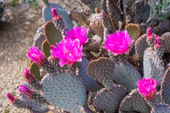 Photo of Cactus Flowers in Borrego Springs