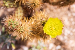 Photo of a Cactus Flower art Borrego Hot Springs