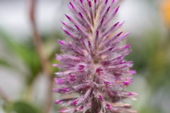 Photo of a Cactus Flower