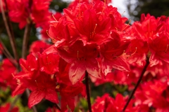 Photo of Flowers at Shore Acres on the Oregon Coast