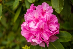 Photo of Flowers at Shore Acres