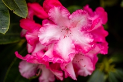 Photo of Flowers at Shore Acres