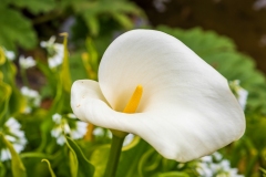 Photo of a Lily at Shore Acres
