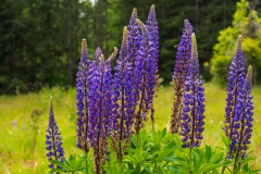 Photo of Flowers at Bloedel Reserve on Bainbridge Island