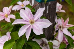 Photo of Oregon Flowers
