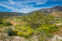 Photo of Desert Bloom in Borrego Springs, CA