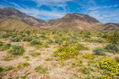 Photo of Desert Bloom in Borrego Springs, CA