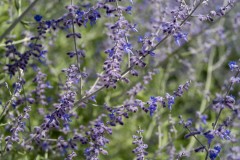 Photo of Russian Sage