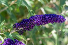 Photo of one of my Butterfly Bush Flowers
