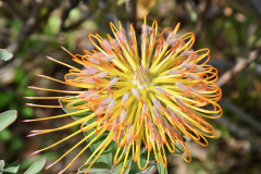 Photo of a Flower on Maui