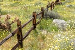 Photo of the Wildflower Super Bloom in Borrego Springs, CA