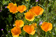 Photo of California Poppies in Winchester, CA