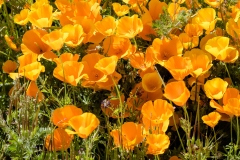 Photo of California Poppies in Winchester, CA