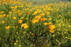 Photo of California Poppies in Winchester, CA