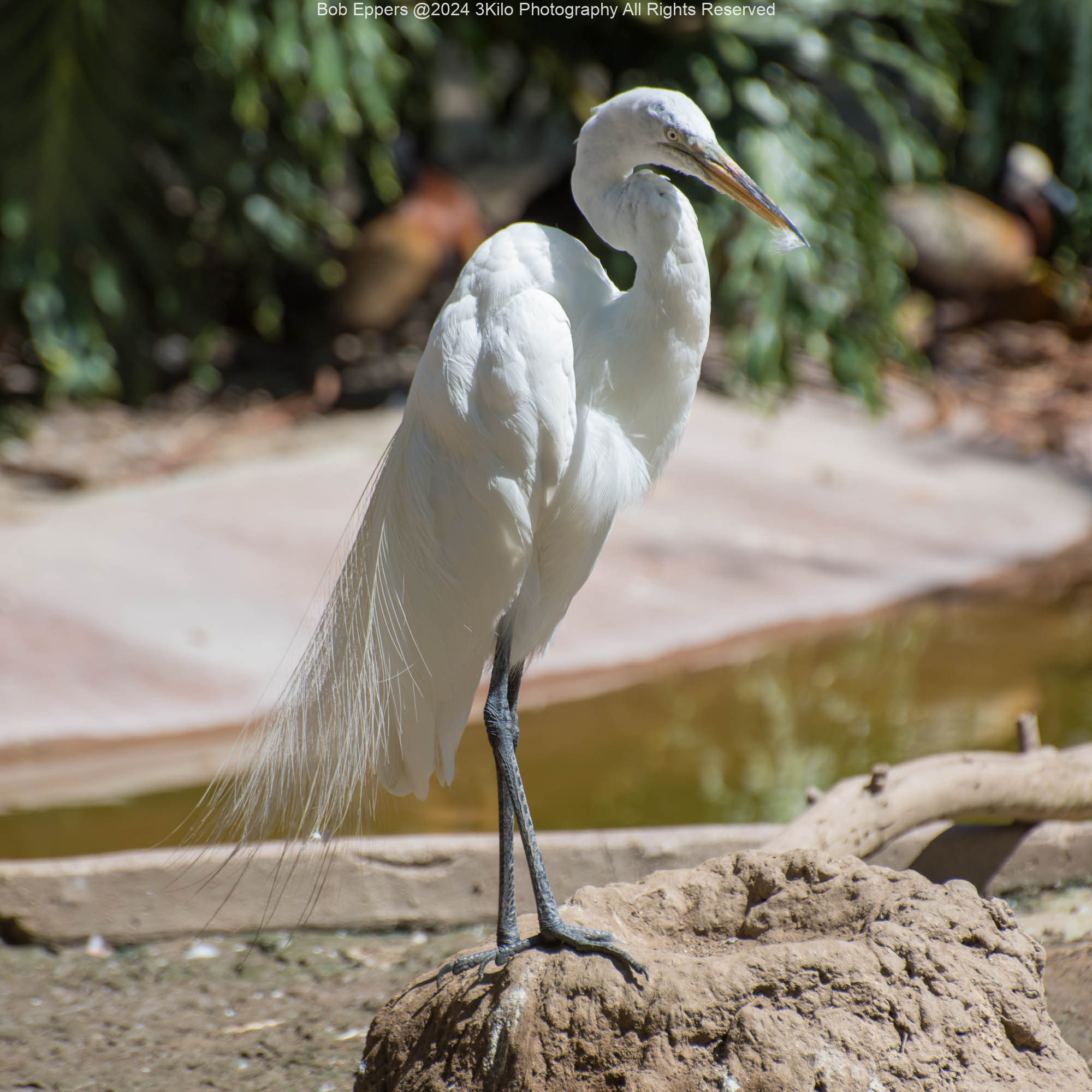 Photo of a White Crane at the San Diego Zoo
