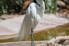 Photo of a White Crane at the San Diego Zoo