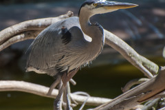 Photo of a Crane at the San Diego Zoo