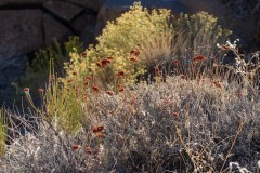 Photo taken in the Coso Mountains.