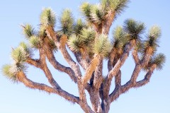 Photo of a Joshua Tree in Joshua Tree NP
