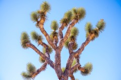 Joshua Tree at Joshua National Park