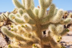 Photo of a Cholla Cactus in Joshua Tree NP