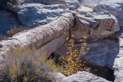 Photo of a Petrified Log Bridge in Arizona