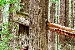 Photo of Trees along the Redwood Highway in Northern California