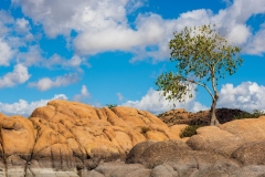 Photo of Tree and Sky at Watson Lake in Prescott, AZ.