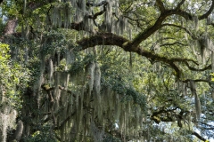 Photo of Spanish Moss and Oak Trees in Savannah, GA