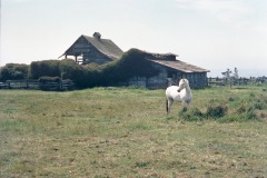 Photo of White Horse and Old Barn in Mendocino County in Northern CA.  This is from a 35mm slide and taken over 40 years ago