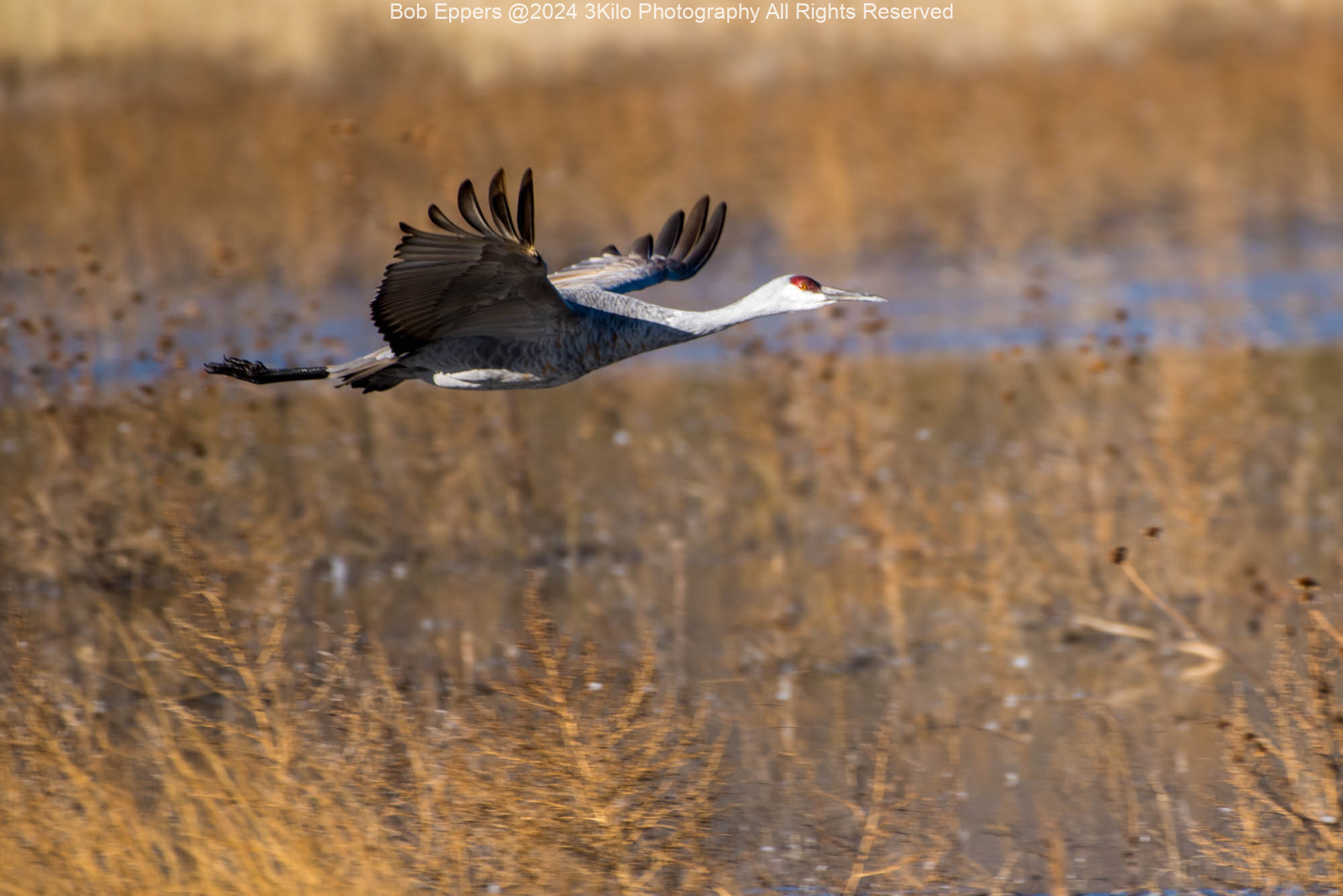 Photo of a Flying Sandhill Crane at the Bosque del Apache