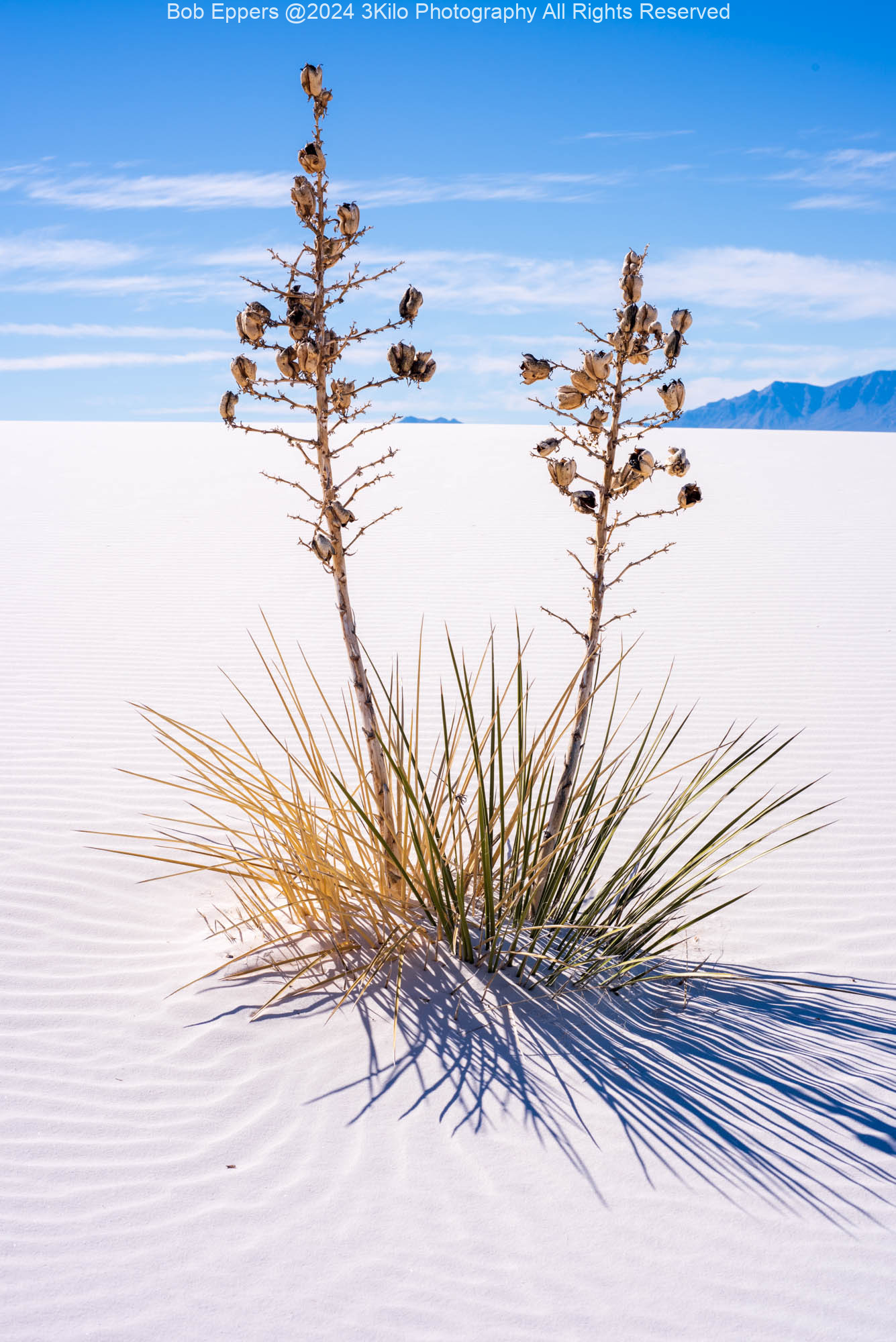 Photo of a Yucca Cactus at White Sands NP.