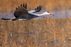 Photo of a Flying Sand Hill Crane at the Bosque del Apache.