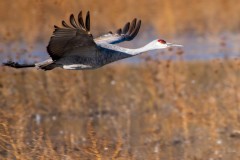 Photo of a Flying Sand Hill Crane at the Bosque del Apache.