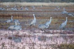 Photo of Sandhill Cranes at the Bosque del Apache.