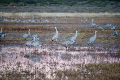 Photo of Sandhill Cranes at the Bosque del Apache.