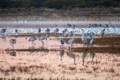 Photo of Sandhill Cranes at the Bosque del Apache.