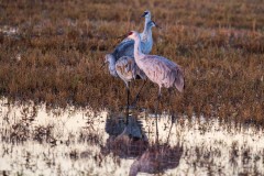 Photo of Sandhill Cranes at the Bosque del Apache.
