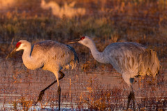 Photo of a pair of Sandhill Cranes at the Bosque del Apache.