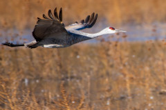 Photo of a Flying Sand Hill Crane at the Bosque del Apache