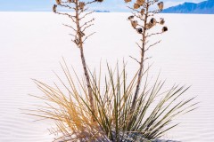 Photo of a Yucca Cactus at White Sands NP.