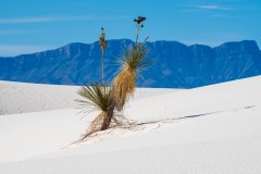 Photo of a Yucca Cactus at White Sands NP