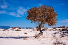 Photo of Lone Tree at White Sands NP.