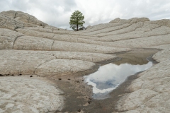 White Pocket. The tree in the rocks !