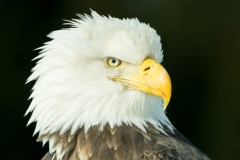 Alaska Eagle Portrait ! #1