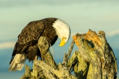 King of the Stump ! #3