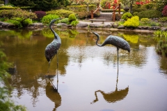 Photo of Cranes at Shore Acres on the Oregon Coast