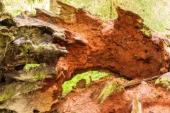 Photo of a Decaying Giant Spruce Tree in Olympic NP
